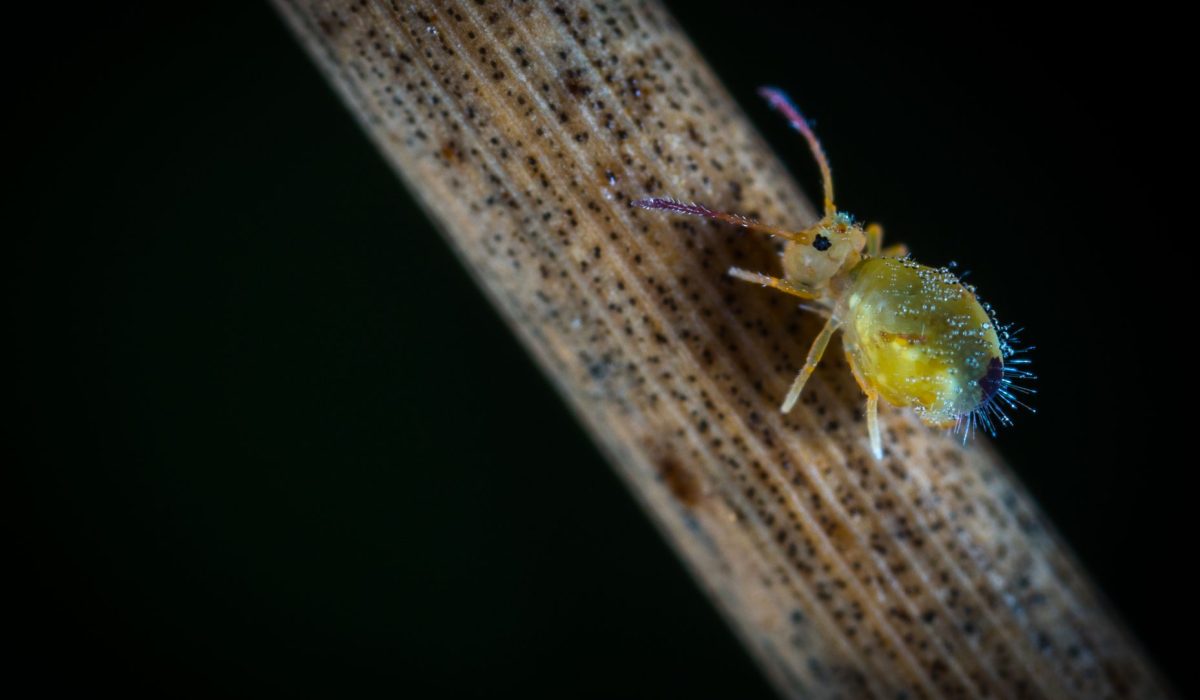 tratamento quiroprático natural sem químicos — foto por Egor Kamelev via Pexels