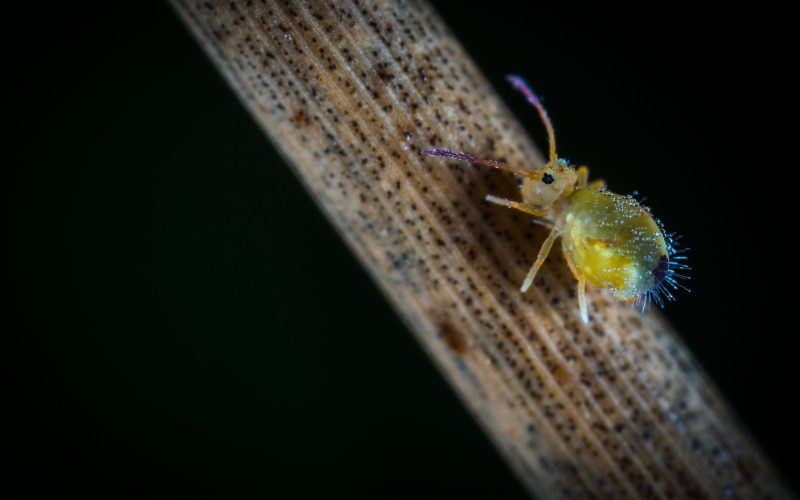 Tratamento quiroprático natural sem químicos